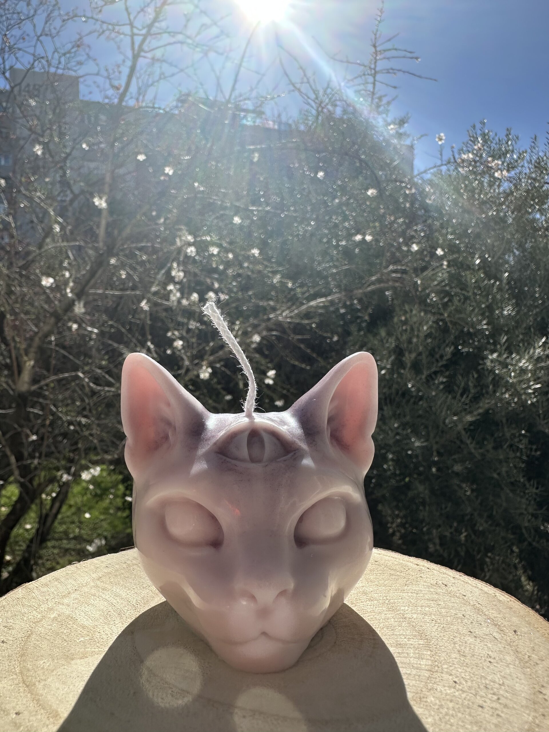 Veja gato ojo horus - 2